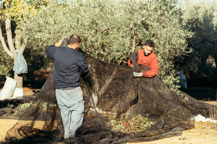 Two farmers gathering the harvest using a mesh net under the trees to produce premium olive oil.