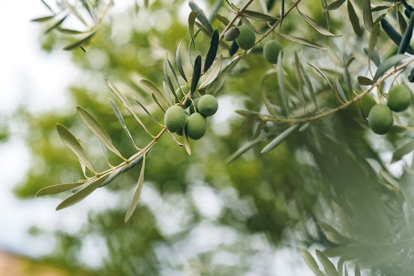 Olive branch carrying small green olives among natural olive leaves